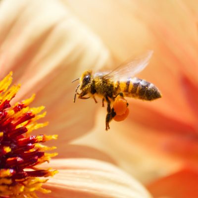 דבש איכותי מפרחי בר